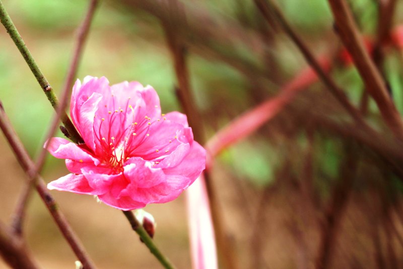 Đào bích – loại đào được trồng phổ biến nhất ở vườn đào Nhật Tân đã nở rộ với cánh dày, to và nhuận sắc.