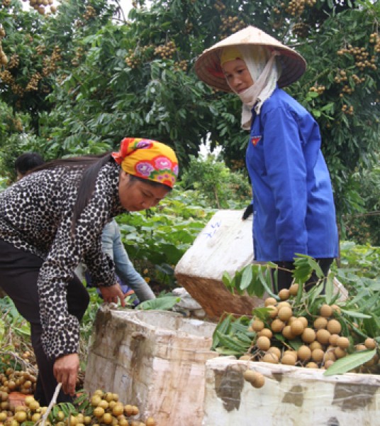 Nhãn chín sớm có ưu điểm khác biệt: ra hoa cùng thời điểm nhãn chính vụ, nhưng thời gian sinh trưởng từ lúc quả non đến khi thu hoạch lại ngắn và chín sớm từ 3 đến 4 tuần, giá bán luôn ở mức cao gấp 2 lần thời điểm giữa vụ. Hiện tại nhãn bán buôn tại vườn là 45 nghìn đồng/kg. Ưu điểm của nhãn chín sớm là quả to, từ 50 đến 60 quả/kg, mẫu mã đẹp, hạt nhỏ, cùi giòn, vị ngọt đậm và thơm nên rất được thị trường ưa chuộng. 