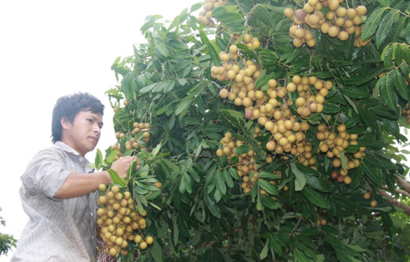 Theo các hộ trồng nhãn, các năm trước nhãn chín sớm thường được bán với giá trên 50 nghìn đồng/kg; trong khi nhãn trà chính vụ khoảng 20 nghìn đồng/kg. Tại các huyện Khoái Châu, Tiên Lữ và thành phố Hưng Yên hiện có một số chủ vườn áp dụng tiến bộ kỹ thuật, có phương pháp xử lý, điều chỉnh để nhãn ra hoa đậu quả hợp lý cùng quy trình chăm sóc tốt nên nhãn sớm luôn được mùa được giá. 