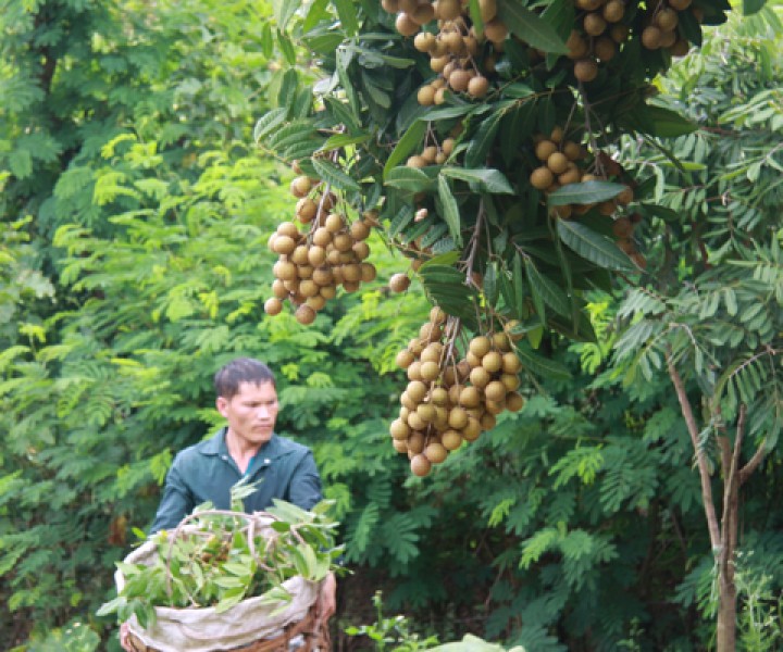 Năm nay, nhãn lồng Hưng Yên tiếp tục được lựa chọn để xuất khẩu đi các nước Mỹ, Úc và Châu Âu. Với giá bán nhãn tại vườn là 45 nghìn đồng/kg, 1ha nhãn sớm, bà con nông dân thu được hơn tỷ đồng. 