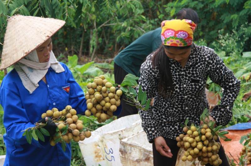 Nhãn đầu mùa bán được giá hơn so với nhãn chín muộn. Thay đổi thời gian thu hoạch nhãn là yếu tố quyết định đến giá cả. Bà con nông dân ở Hưng Yên bắt đầu chú trọng nhiều hơn đến việc cho nhãn thu hoạch muộn hoặc sớm hơn. 