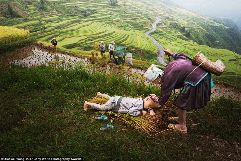 Khoảnh khắc yên bình của một cậu bé thôn quê nằm dài nghỉ ngơi bên bà 90 tuổi tại một cánh đồng ở tỉnh Quí Châu, Trung Quốc, trong khi ở đằng xa, cha mẹ em vẫn đang bận với công việc đồng áng của mình.