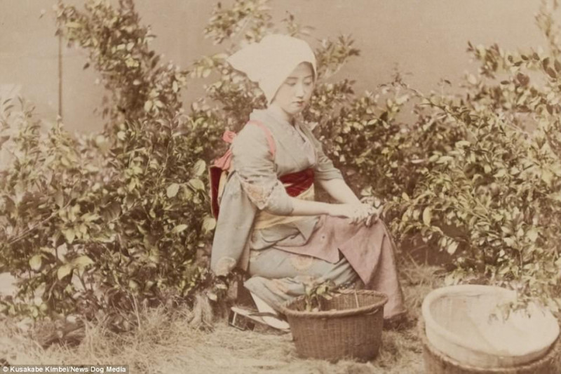 Một thiếu nữ đang hái lá trà tại Nhật. Bức ảnh được chụp vào năm 1890 khi mà nền công nghiệp trà tại Nhật đang trải qua những thay đổi nhanh chóng.