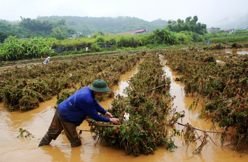 Theo thống kê của Ban Chỉ huy Phòng, chống thiên tai và tìm kiếm cứu nạn tỉnh Lào Cai, mưa lũ, sạt lở đất đã làm chết 3 người ở xã Cốc San, huyện Bát Xát và mất tích 7 người (Sa Pa 1 người, Bát Xát 6 người) và làm 1 người bị thương nặng.
Mưa lũ cũng làm sập đổ hoàn toàn 8 nhà ( Si Ma Cai 1; Bảo Thắng 2; Bắc Hà 1; Bát Xát 4); cuốn trôi 20 nhà ở xã Phìn Ngan (Bát Xát); làm ngập 450 nhà (TP. Lào Cai 233, Bát Xát 141, Bảo Thắng 76) và làm tốc mái 185 ngôi nhà ở các huyện Bảo Thắng, Bảo Yên, Bắc Hà, Si Ma Cai, Bát Xát).
Ngoài ra, mưa lũ cũng làm bị thiệt hại 400,23 ha cây hoa màu; làm 8,8 ha rừng gãy đổ và làm 15 ha diện tích ao nuôi thủy sản bị vỡ.