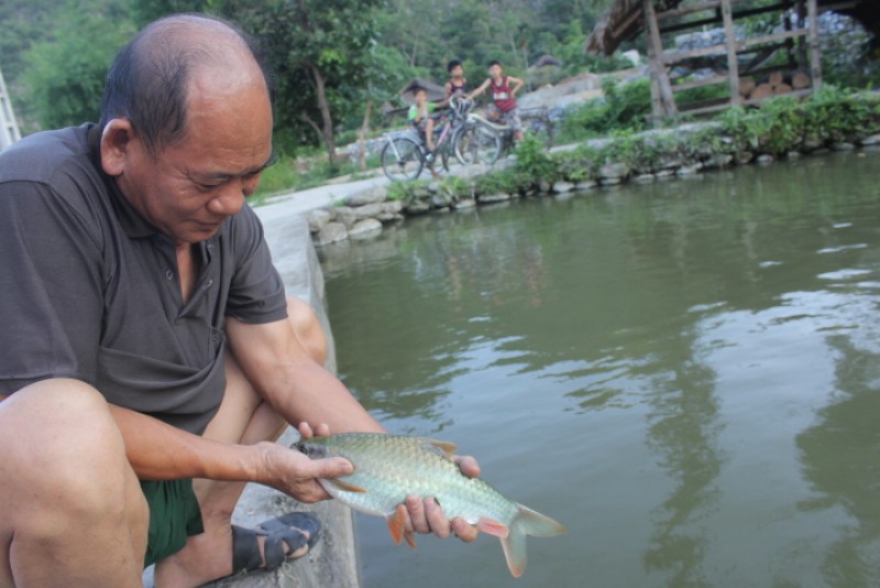 Cá Bỗng được bà con người Tày ở Phương Độ nuôi từ suốt mấy chục năm nay. Hiện có con cá tuổi thọ đến hơn 40 năm. Bà con người Tày nơi đây cho rằng, loài cá này giống hệt loài cá ở suối cá thần Cẩm Thủy. Nhiều người nuôi để làm cảnh, nhưng cũng nhiều người nuôi để ăn. Một kg cá Bỗng giá bán trên nửa triệu đồng. 