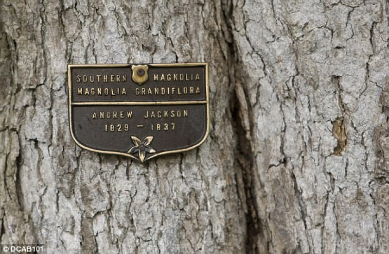 Cây hoa mộc lan cổ thụ đã được Tổng thống Mỹ thứ 7 Andrew Jackson trồng trước cửa Nhà Trắng năm 1928 để tưởng nhớ về người vợ Rachael Jackson qua đời ít ngày sau khi ông đắc cử. 