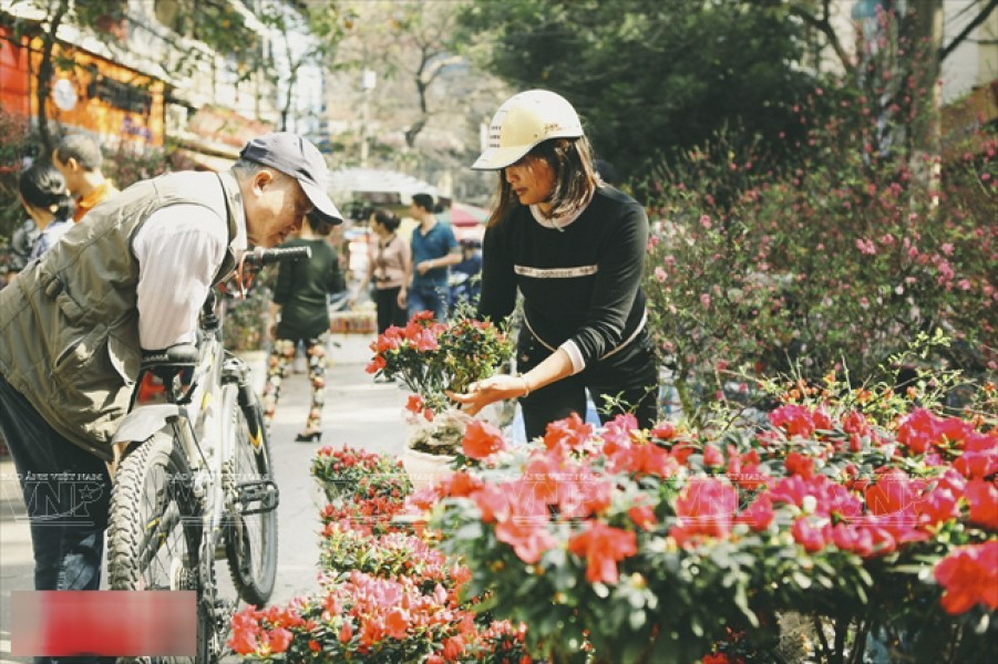 Do diện tích nhà hẹp nên nhiều người dân phố cổ Hà Nội thường chọn mua những chậu hoa nhỏ,đẹp để trang trí trong nhà ngày Tết
