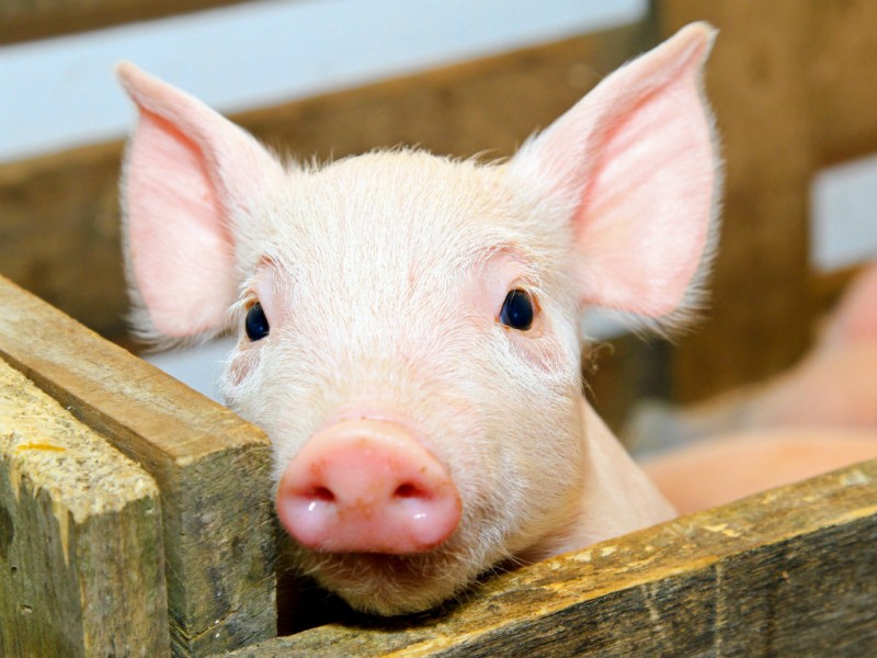 Ghép Mắt Lợn Cho Người » Báo Phụ Nữ Việt Nam
