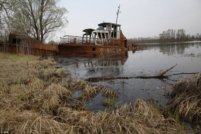 Một chiếc sà lan cũ bị gỉ và vỡ hỏng được neo đậu tại kênh đào “chết” của sông Pripyat trong khu bảo tồn bức xạ sinh thái.