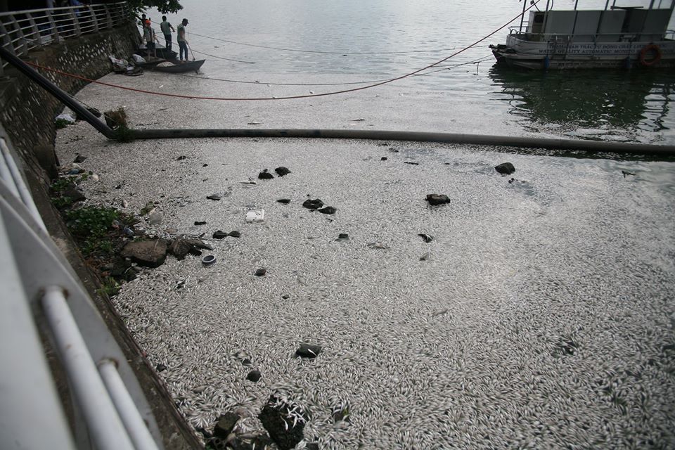 Nhìn từ trên cao, lượng cá chết phủ kín một góc hồ Tây khiến nhiều người lo ngại về ô nhiễm môi trường.