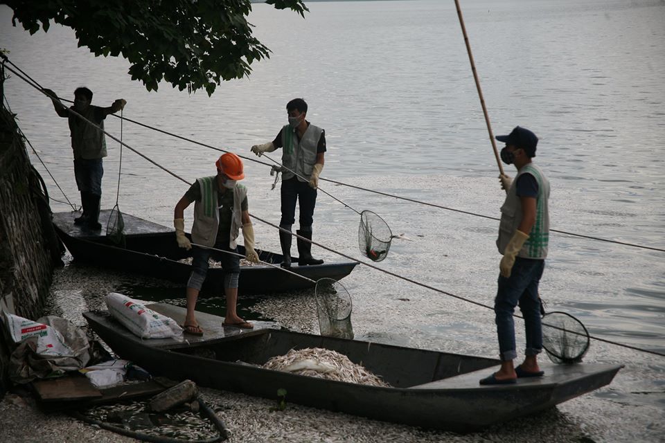 Suốt 2 ngày qua, lực lượng công nhân làm việc liên tục để vớt cá chết ra khỏi hồ. Đến cuối ngày hôm qua, lực lượng này đã vớt được khoảng 3 tạ cá. Hôm nay, họ tiếp tục làm việc.