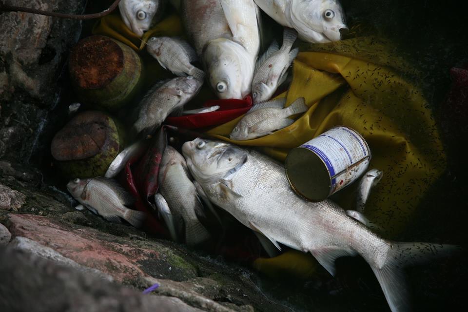 Nhiều con cá trọng lượng khá lớn bị chết và dạt vào bờ.