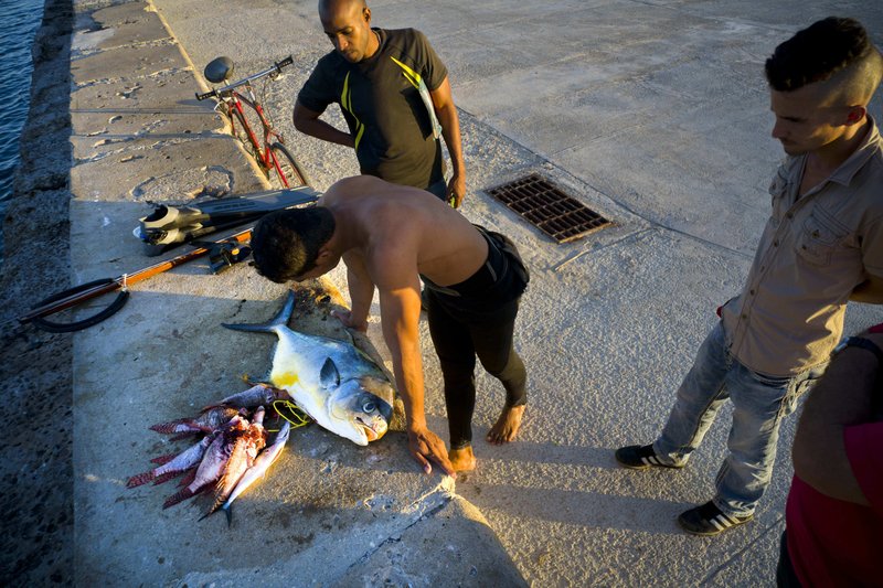 Được biết, mức lương trung bình hằng tháng của nhiều người dân Cuba hiện nay là 25 USD (hơn 560.000 đồng). Trong khi giá bán của một con cá hồng nặng 30 pound có thể đủ nuôi sống 1 gia đình với mức giá 1 USD/pound. 