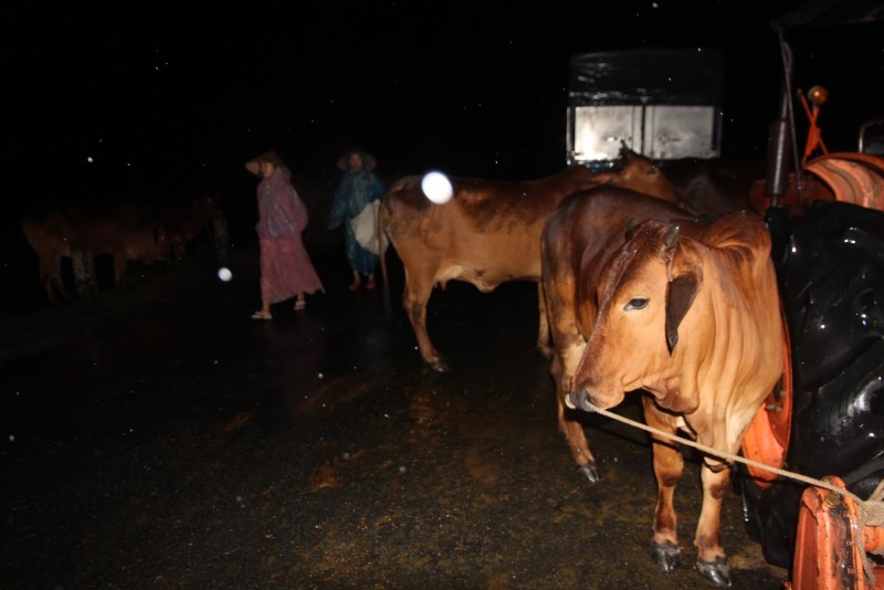 Xe tải, gia súc được đưa lên chỗ cao tránh lũ. (Nguồn: Vietnamnet)