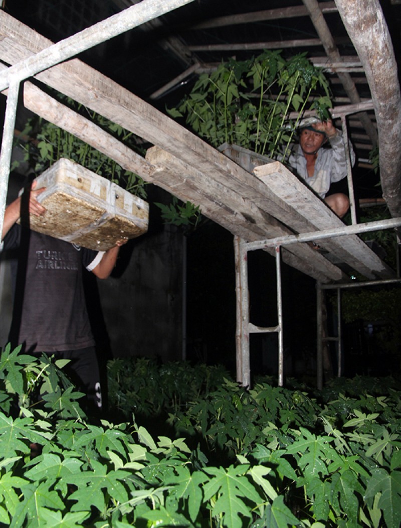 Anh Huỳnh Quang Thành đưa hàng nghìn cây đu đủ và ớt giống lên gác cao để tránh mưa lũ. (Nguồn: VnExpress)