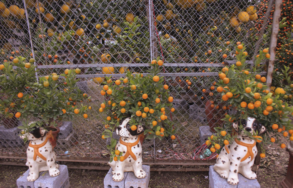 Cây quất cảnh được trồng trong những chậu cây hình chú chó đốm, dùng để trang trí nhà trong dịp Tết Nguyên Đán có giá bán từ 2.500.000 đồng. 