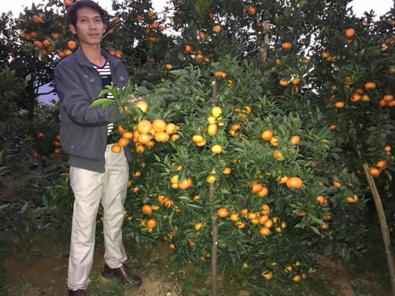Theo anh Nguyễn Văn Thạch ở thị trấn Cao Phong, tỉnh Hòa Bình, cam Canh rất sai quả. Có những cây cho hơn tạ quả. Giá cam năm nay dao động từ 20.000 đến 25.000đ/kg. 