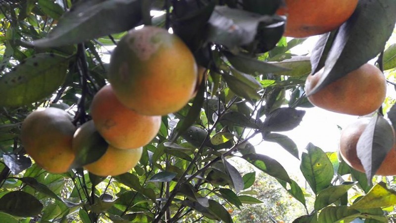 Cây cam Canh làm thay đổi đời sống của nhiều người dân ở đất Hòa Bình. 