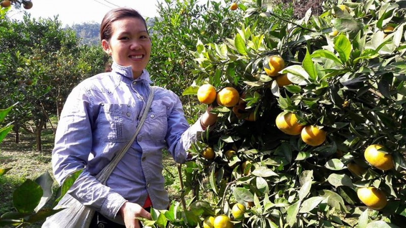 Nhà chị Hà Thị Hà ở xã Thung Khe, huyện Mai Châu, năm nay thu cả trăm triệu đồng từ bán cam Canh. 