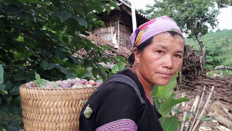 Cách đây 10 năm, có thời điểm giá mận xuống chỉ còn 300-400 đồng/kg, bà con người Mông đã chặt cây mận đi trồng cây khác. 
Ngày nay, bà con coi cây mận là cây xóa đói giảm nghèo. Có nhà trồng được cả nghìn gốc mận, trở thành triệu phú trên cao nguyên. 