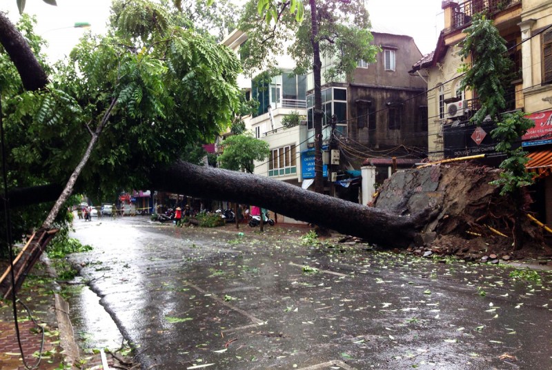 Cây to đổ chắn ngang phố Ngô Thì Nhậm. Gốc cây bịt kín mặt tiền tầng 1 một ngôi nhà. Khá nhiều cây lớn đổ vào đường dây điện, gây mất điện.