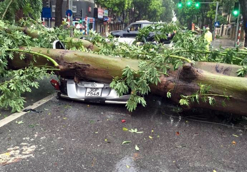 Cây lớn đổ đè nát một xe hơi ở phố Quang Trung, Hà Nội. May mắn vì đây là xe đang dừng đỗ nên không có người bên trong.