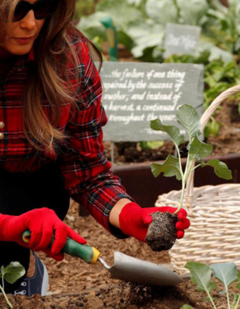 Người bạn đời của Tổng thống Donald Trump xới đất để trồng một cây rau mới.