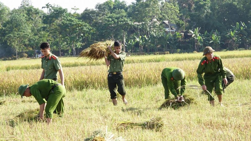 Đoàn thanh niên và công an huyện Hương Sơn cùng phối hợp thực hiện kế hoạch giúp dân gặt lúa chạy lũ. 
