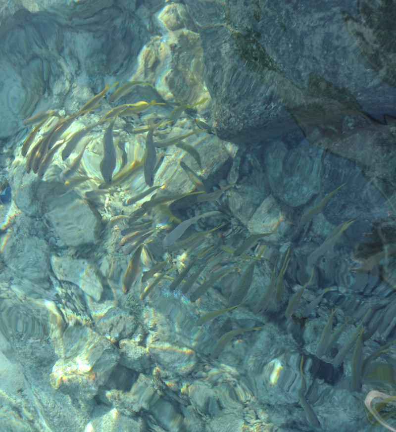 Đàn cá tung tăng bơi lội ở đảo Đá Đông B.