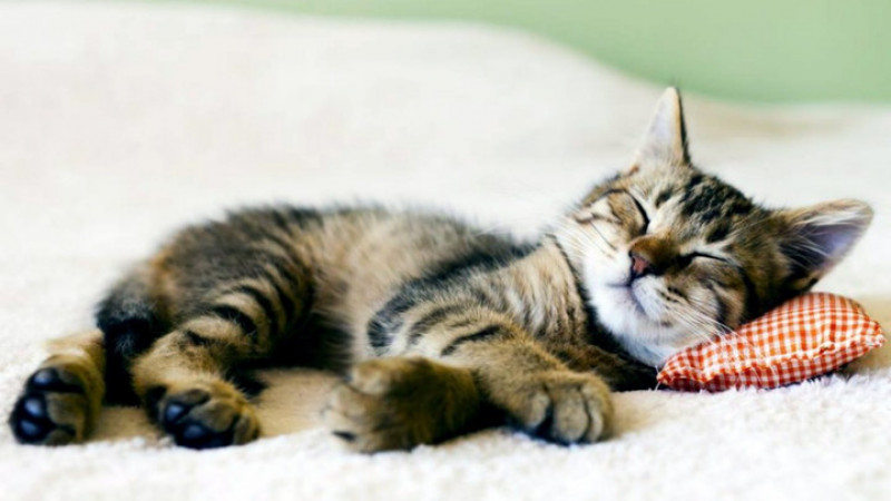Mèo ngủ rất nhiều, khoảng 70% thời gian trong cuộc đời của chúng.