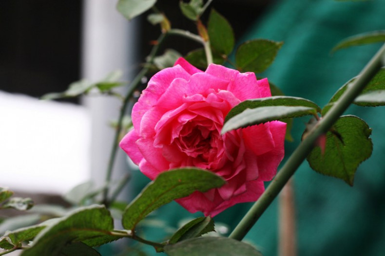 Hoa hồng cổ Sapa có mùi thơm dịu, nhiều cánh xếp tầng.