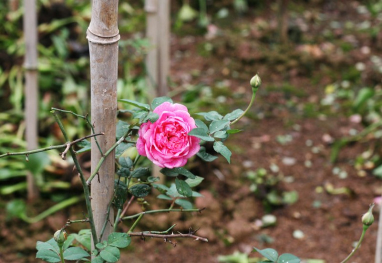 Trong khi đó, cây hồng cổ Sapa phát triển bình thường, sau khi trồng khoảng 1 tháng sẽ có hoa.