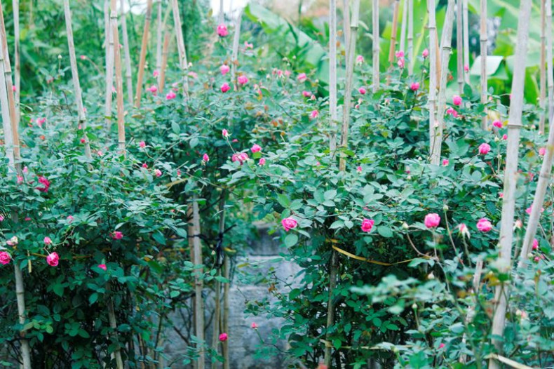 Ngoài hồng cổ Sapa, người dân tại xóm Bắc Giang cũng trồng thêm nhiều loại hoa hồng khác như: Vân Khôi, Bạch Ho, hồng quế, hồng nhung,…. 