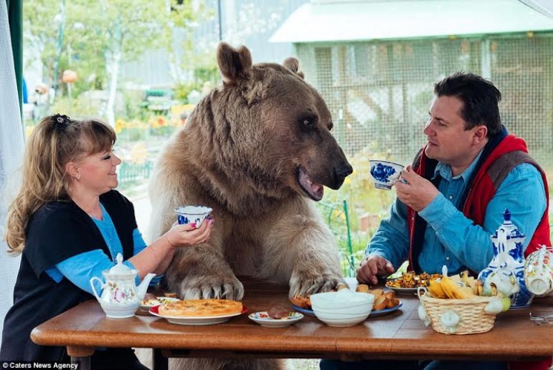 Gia đình người Nga đã nhận nuôi chú gấu Stepan khi mới 3 tháng tuổi.