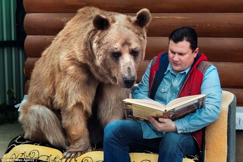 Cao hơn 2,1 mét, gấu Stepan đã được thuần chủng và sống cùng “bố mẹ nuôi” trong 23 năm qua.