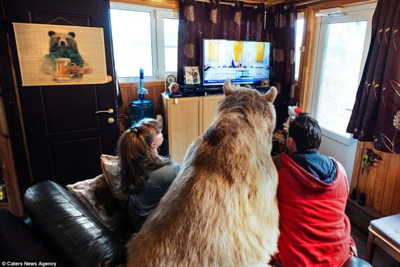 Gấu Stepan cũng ngồi xem tivi cùng cả gia đình.