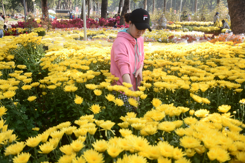 Những chậu hoa cúc nhuộm vàng cả một góc chợ hoa. Giá hoa cúc từ 150.000 - 350.000 đồng/cặp.