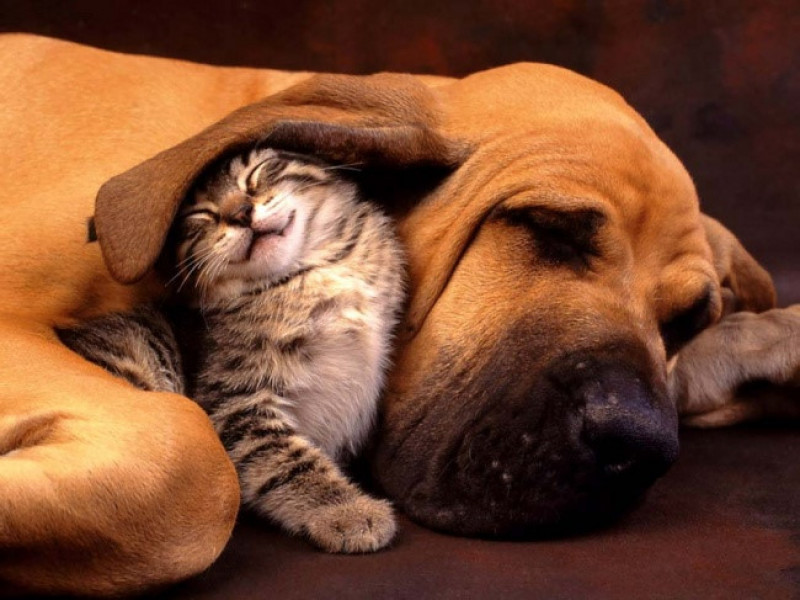 Hình ảnh dễ thương của chó và mèo: Những chú cún cưng và mèo xinh đang chờ đón bạn. Cùng chiêm ngưỡng và yêu thương chúng nào, vì chúng luôn là những người bạn đồng hành trung thành của chúng ta.