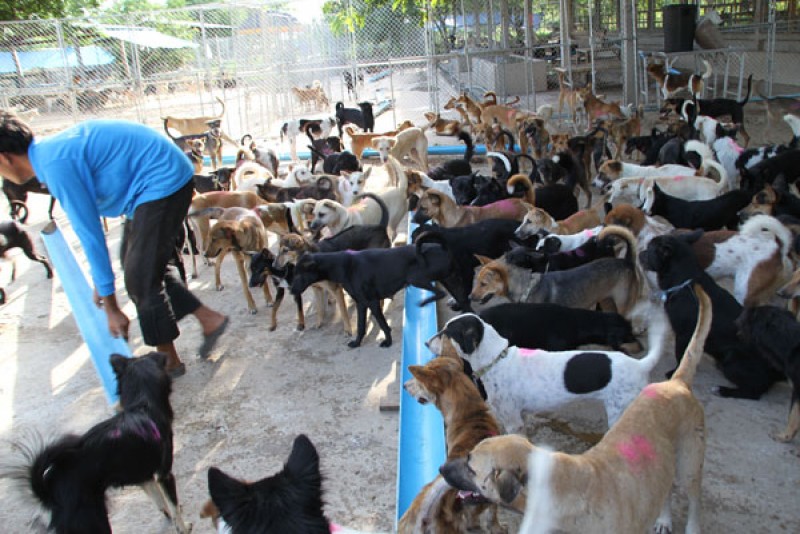 Đối với những chú chó bị ngược đãi hoặc sống lang thang, khó khăn trên đường phố, Soi Dog Foundation sẽ đưa chúng đến bệnh viện thú y và các trại nuôi động vật.