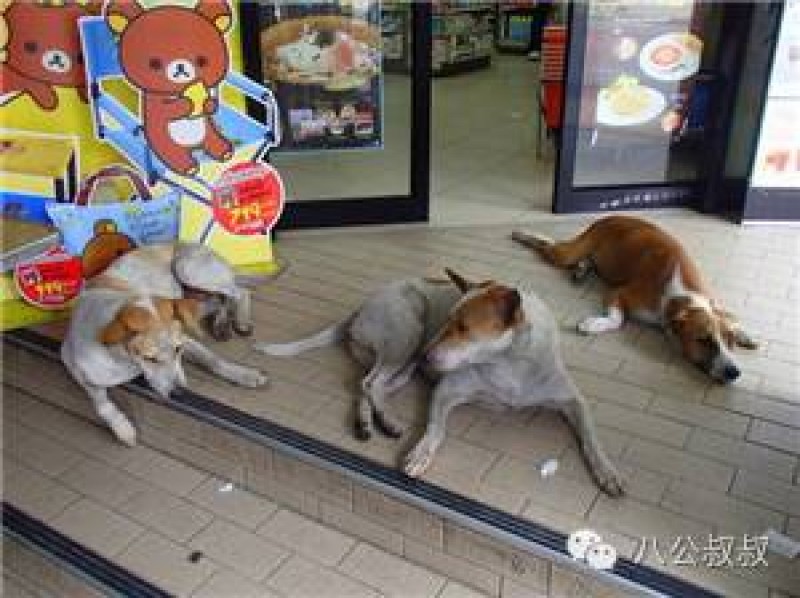 Đến Phuket (Thái Lan) bạn có thể bắt gặp rất nhiều chú chó đi lại ngoài đường, hay tùy ý nằm ở nơi nào mà chúng muốn, hoặc một nhóm vài chú chó cùng nhau đùa nghịch mà không bị xua đuổi. Những chú chó có được môi trường sống tương đối an toàn như vậy là nhờ vào sự nỗ lực lớn của Soi Dog Foundation.