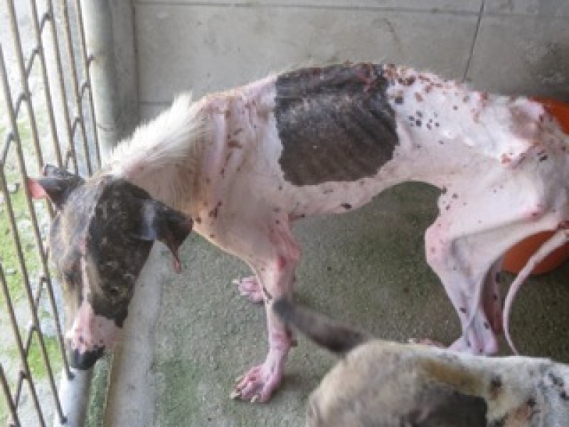 Chú chó Tai Chi được coi là “nhân vật đi đầu” trong Soi Dog Foundation. Tai Chi được phát hiện khi nằm bên cạnh một chiếc máng nước, cơ thể suy dinh dưỡng nghiêm trọng, thậm chí đứng lên cũng vô cùng khó khăn.