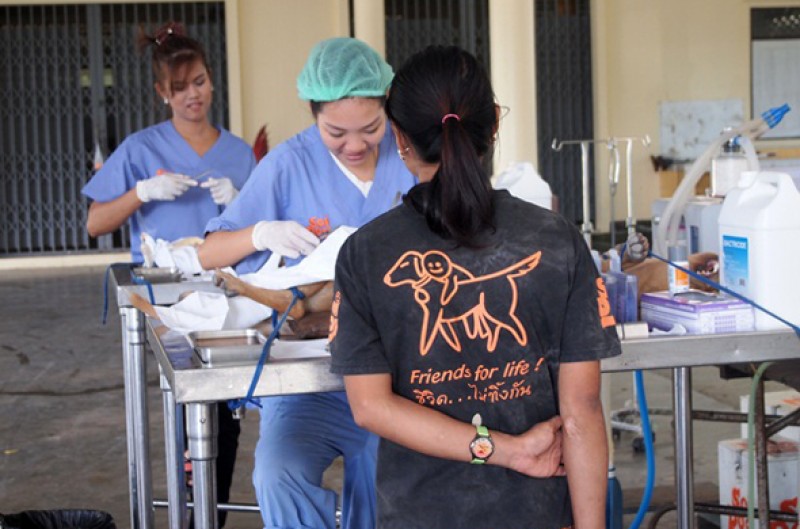 Soi Dog Foundation có bác sĩ chuyên nghiệp thực hiện công việc khử trùng và tiêm phòng cho những cho chó hoang. Dưới sự nỗ lực của hai người thành lập tổ chức là John và Jill, Phuket đã trở thành thành phố duy nhất của Thái Lan không có bệnh dại.