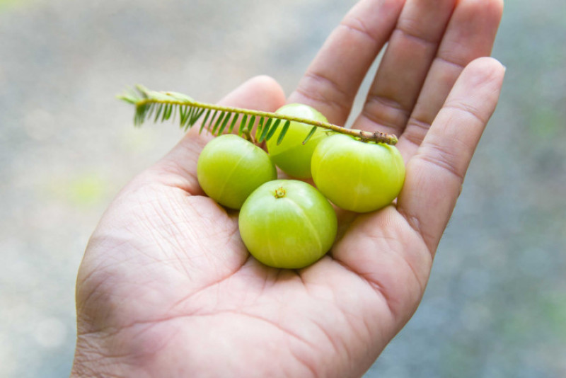 Quả lý gai: Trong ruột của quả lý gai có chất chống oxy hóa tự nhiên giúp tăng cường hệ thống miễn dịch chống lại tâm thần phân liệt. Chất chống oxy hóa làm giảm căng thẳng và dịu hệ thần kinh.