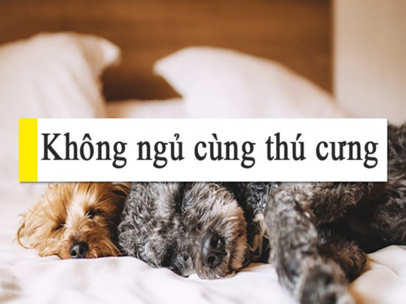 Đôi khi những con vật đáng yêu đó lại trở thành nguồn gây bệnh trực tiếp cho bạn.