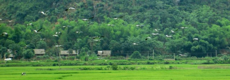 Sau rất nhiều năm, đàn chim này mới trở lại thung lũng Mai Châu. Bà con đã báo chính quyền địa phương biết để có biện pháp bảo vệ đàn chim. 