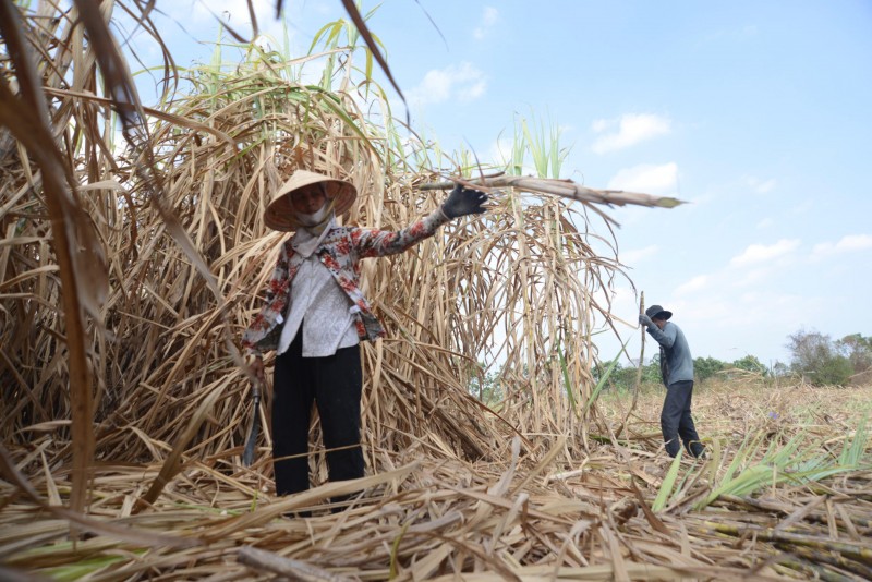 Cuộc sống của xóm nghèo cứ thế trôi qua với bao nỗi nhọc nhằn. Đối với họ, mỗi ngày có được cơm no là điều hạnh phúc lớn nhất... còn tương lai, số phận của những đứa trẻ nơi đây vẫn là một dấu hỏi lớn khi chúng phải đối mặt với đói nghèo, bệnh tật, mù chữ...