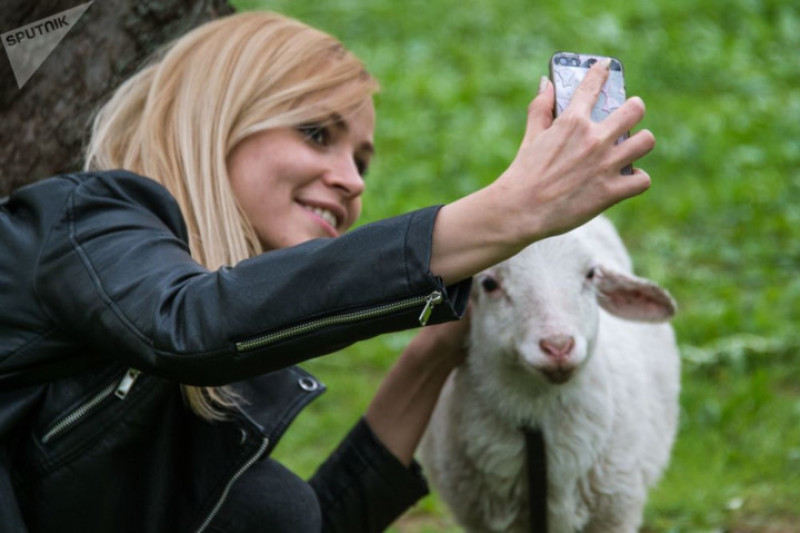 Phụ nữ trẻ chụp ảnh selfie với chú cừu tại một vườn táo.