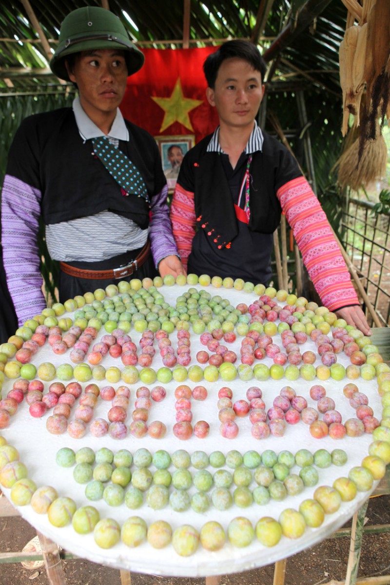 Ngày hội hái quả không chỉ là dịp giới thiệu, quảng bá mận hậu Mộc Châu mà là dịp để những người trồng mận được giao lưu, trao đổi kinh nghiệm, mở rộng hợp tác với các doanh nghiệp trong và ngoài nước.