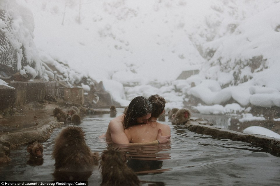 Một khoảnh khắc khác thường được chụp bởi nhiếp ảnh gia Helena và Laurent Martin với một cặp uyên ương ôm nhau trong một suối nước nóng ở Thung lũng Jigokudani, Nagano, Nhật Bản, xung quanh những chú khỉ.