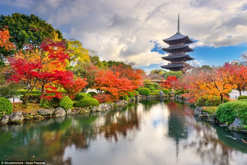 Khung cảnh đẹp như tranh của chùa Toji tại cố đô Kyoto, Nhật Bản với hàng cây mùa thay lá mang đủ màu sắc rực rỡ.